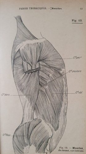 planche du précis d'anatomie de Grégoire et Oberlin